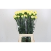 Dianthus St Ilias