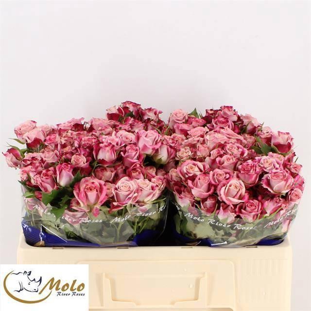 <h4>R TR FLINDERS LANE</h4>