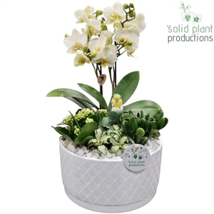 arr2 SPP PH004 STELLA WHITE