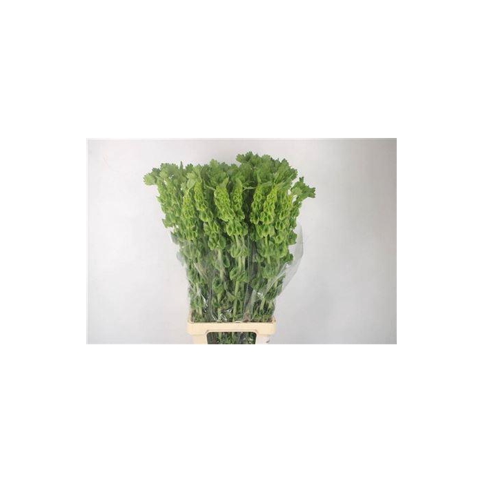 <h4>Moluccella Stuk P Stem</h4>