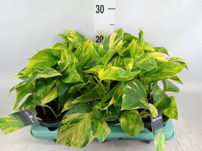 <h4>Epipremnum pinn. 'Hicolor'</h4>