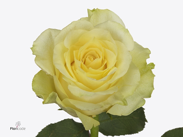 R Gr Minion Rose