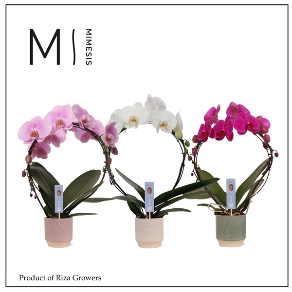 <h4>Mimesis Phal. Moon Mix - 16+ flowers 12cm in Luna mix keramiek</h4>