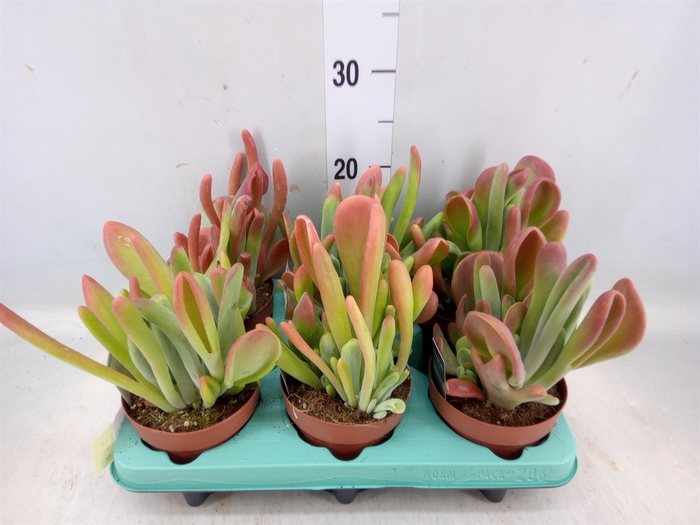 <h4>Kalanchoe NF   ...</h4>