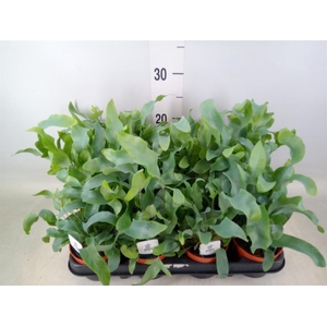 Phlebodium aureum 'Blue Star'