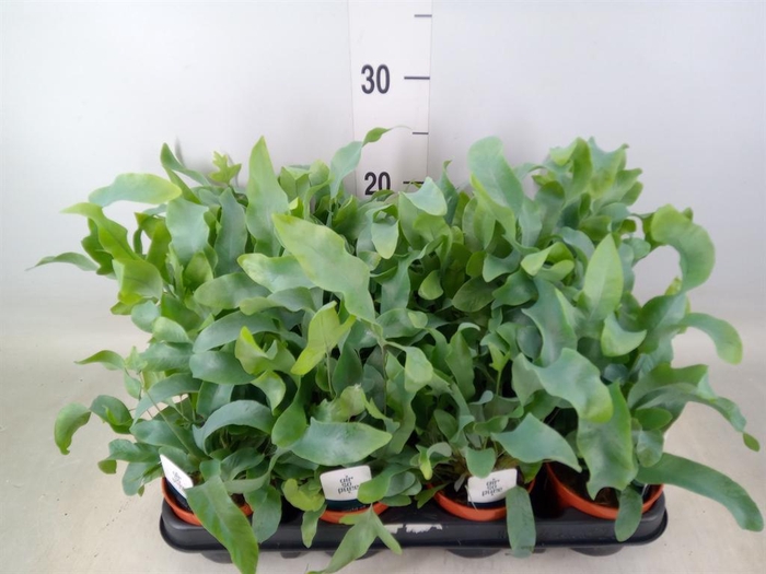 <h4>Phlebodium aureum 'Blue Star'</h4>