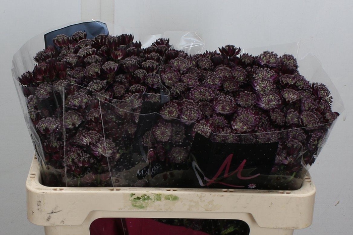 <h4>Astr Star Of Love 50cm</h4>