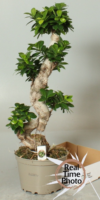 <h4>FIC MI GINSENG</h4>
