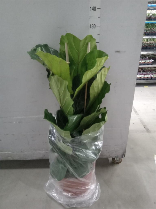 <h4>Ficus lyrata</h4>