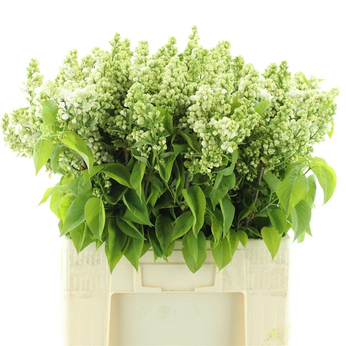 <h4>Syr Vulgaris White (1-2 Kop )</h4>