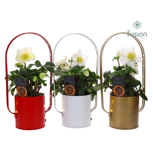Led planter zink boog kerst met Helleborus