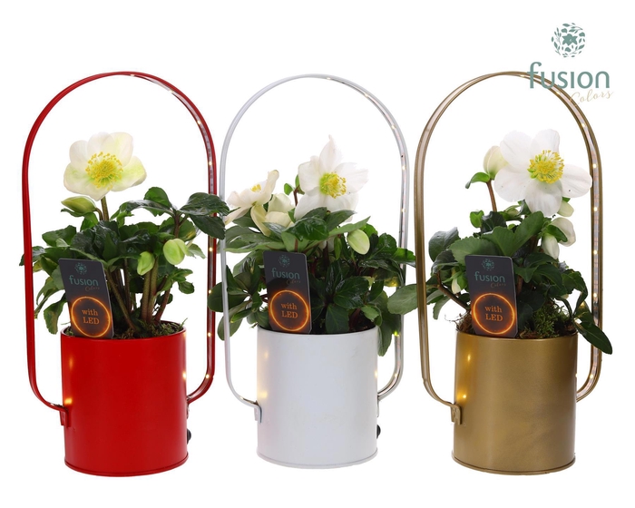 <h4>Led planter zink boog kerst met Helleborus</h4>
