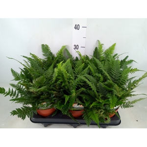 Polystichum tsussimense