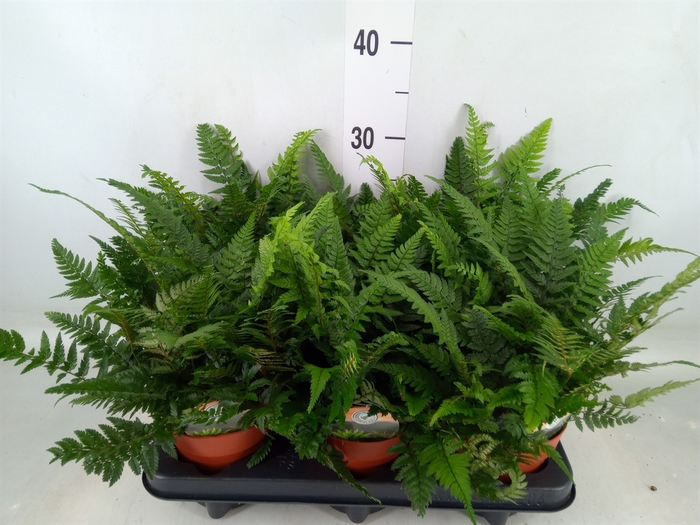 <h4>Polystichum tsussimense</h4>
