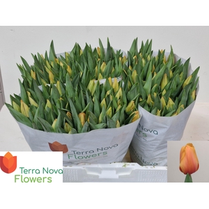 TU EN SALMON LALIBEL