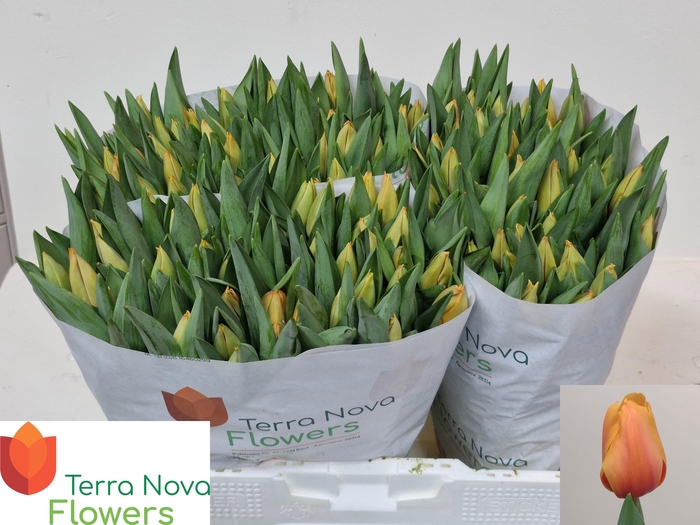 <h4>TU EN SALMON LALIBEL</h4>