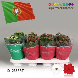 Kalanchoe Moments - Portugal flag
