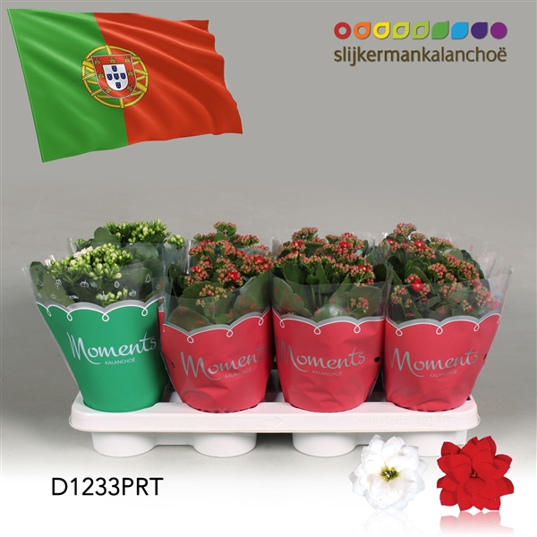 <h4>Kalanchoe Moments - Portugal flag</h4>