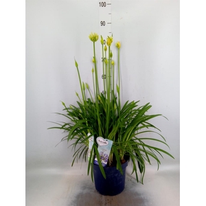 Agapanthus   ...
