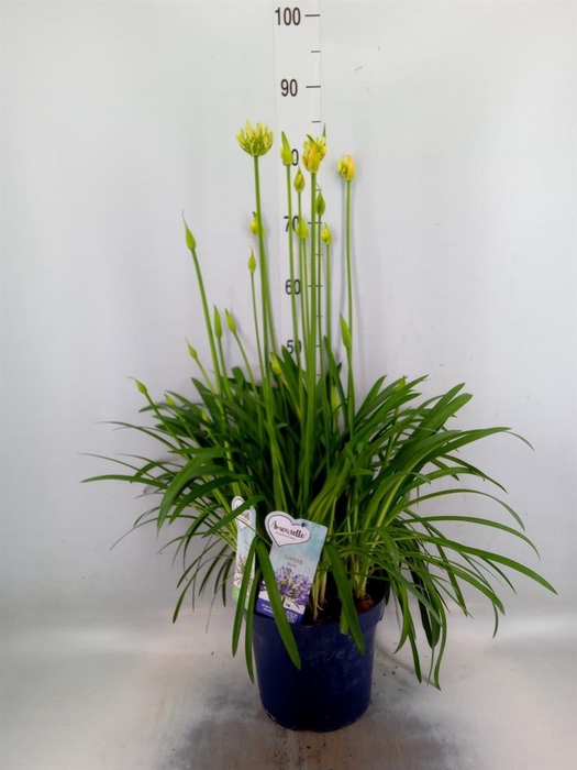 <h4>Agapanthus   ...</h4>
