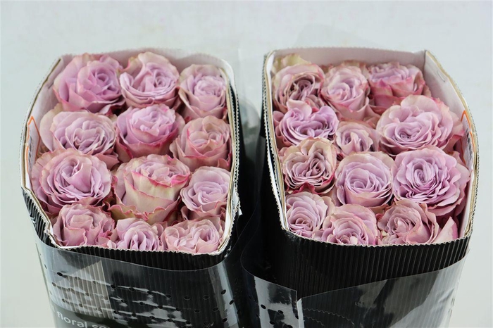 <h4>R Gr Friends</h4>