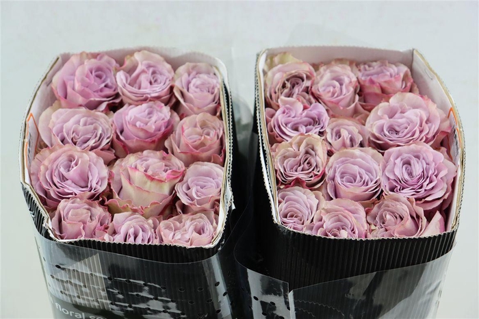 <h4>R Gr Friends</h4>