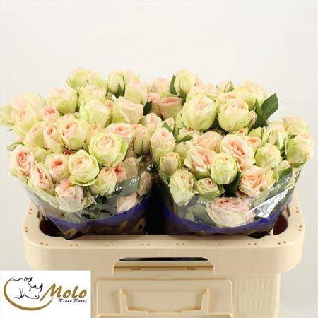 <h4>R Tr Rlm Inger Kristine</h4>