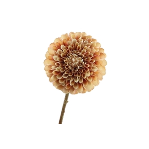Dahlia Brown Pink