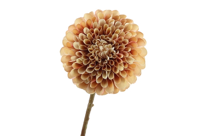 Dahlia Brown Pink FL440196BRN