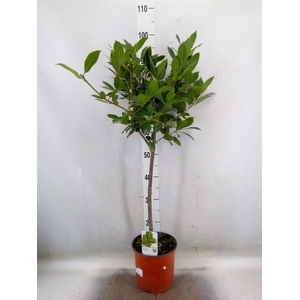 Laurus nobilis