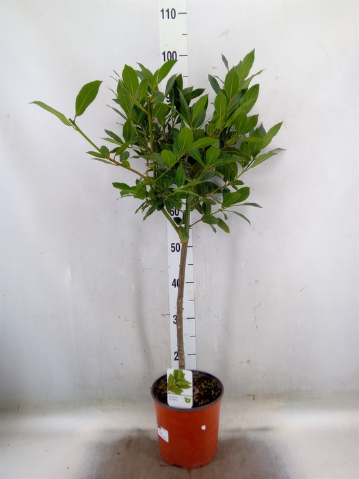 <h4>Laurus nobilis</h4>