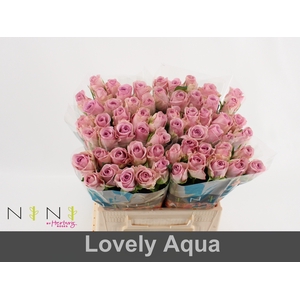 Rosa large lovely auqa!