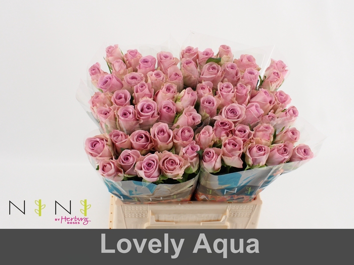 <h4>Rosa large lovely auqa!</h4>