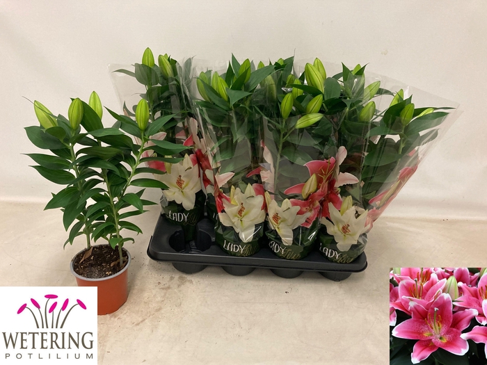 <h4>LIL OR SUNNY ROBYN</h4>