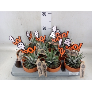 Haworthia fasciata 'Alba'