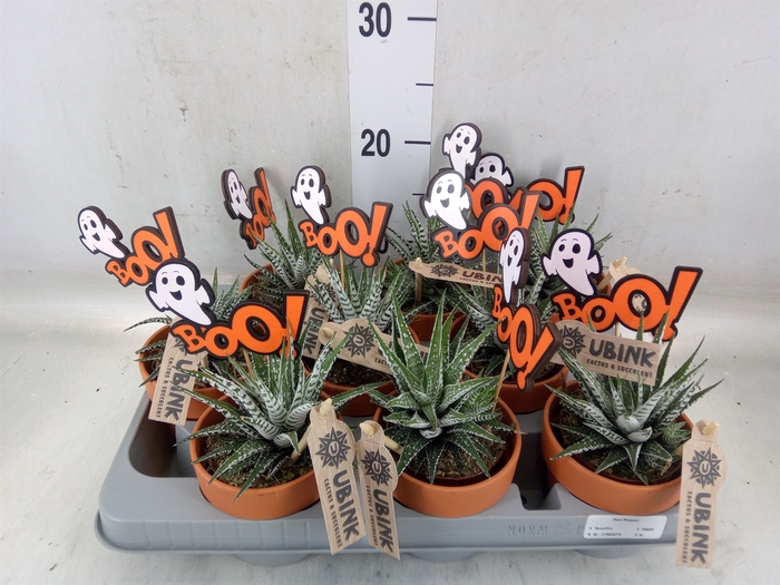 <h4>Haworthia fasciata 'Alba'</h4>