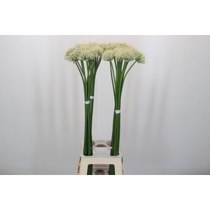Allium Mount Everest