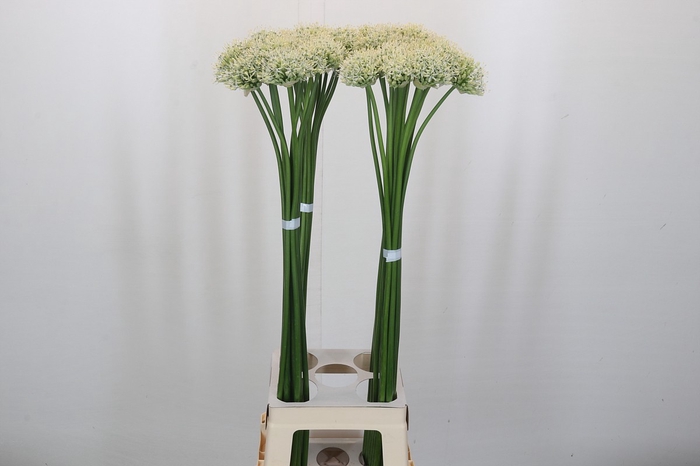 Allium Mount Everest
