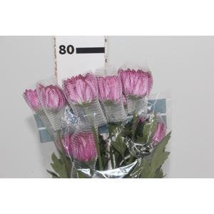 ANASTASIA LOTSO 080 CM