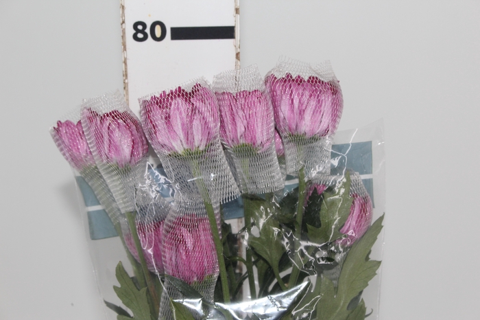 <h4>ANASTASIA LOTSO 080 CM</h4>