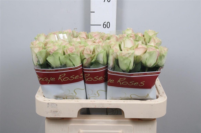 <h4>R Gr La Belle</h4>