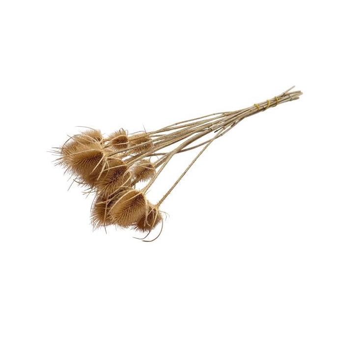 <h4>Bunch Cade Distel L55</h4>