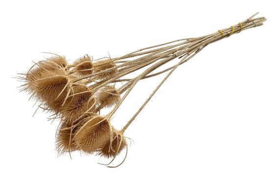 Bunch Cade Distel L55