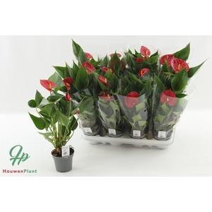 ANTHU DIAMOND RED