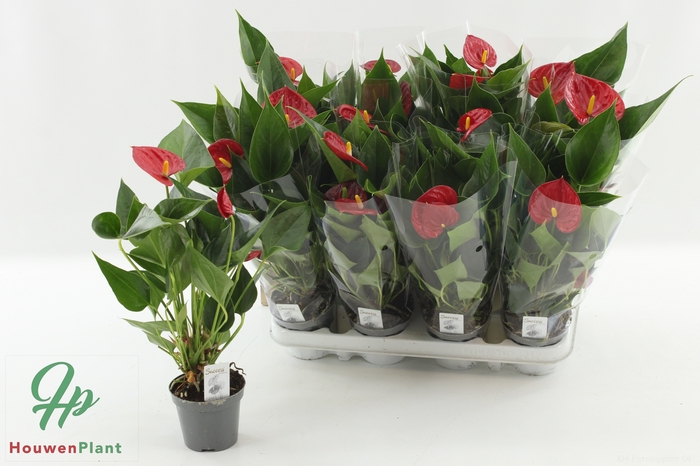 <h4>ANTHU DIAMOND RED</h4>