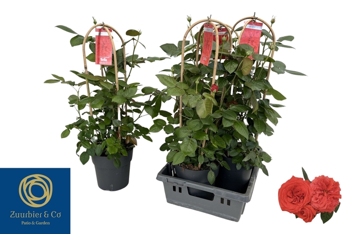 <h4>ROSA FL BELLA SELECT</h4>