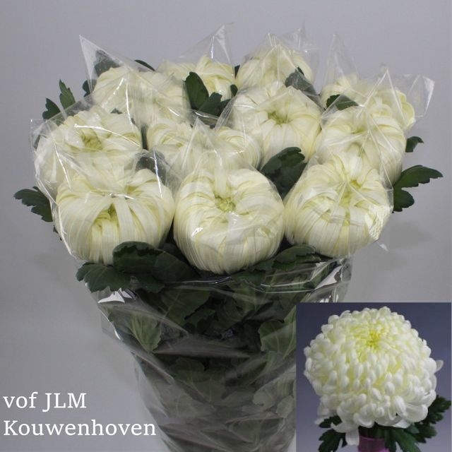 <h4>Chrys bl vienna white</h4>