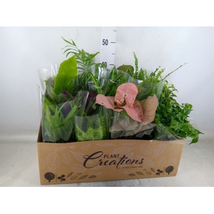 Planten Groen   ...mix 12