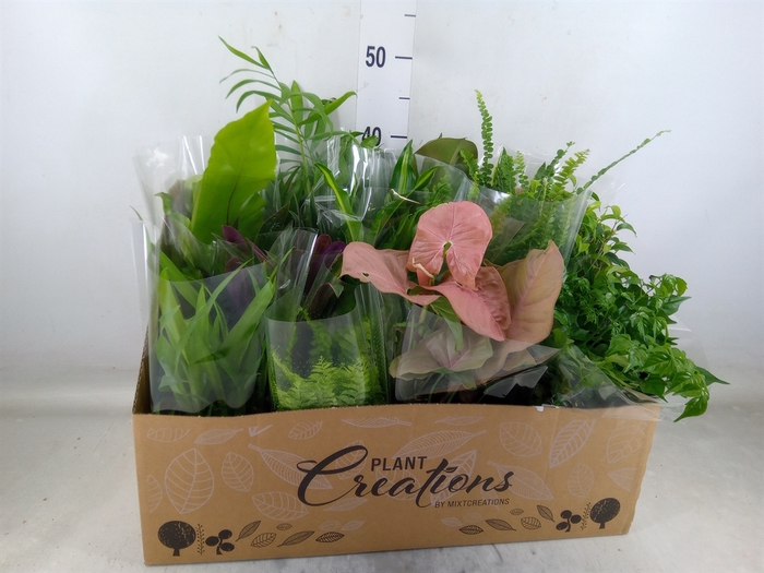 <h4>Planten Groen   ...mix 12</h4>