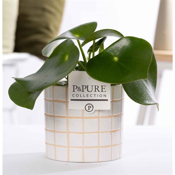 <h4>Peperomia Raindrop in P&PURE Tirza.</h4>